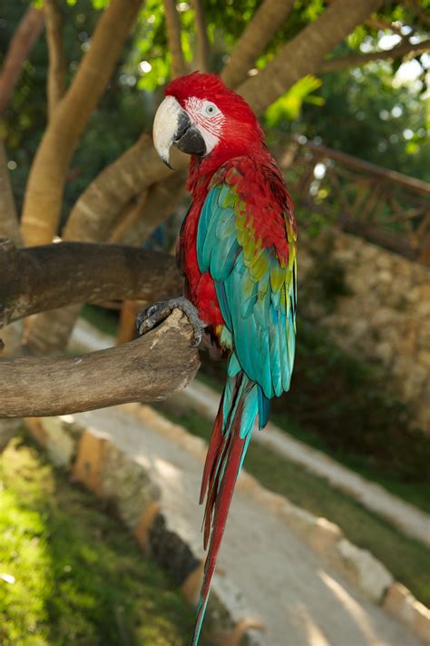 Free Images Bird Wildlife Red Beak Fauna Lorikeet Macaw