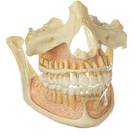 Es 141 4 Upper And Lower Jaw Of An Adult Biomedical Models