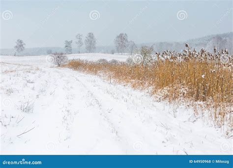 Winter Field Under Cloudy Gray Sky Stock Photo Image Of December