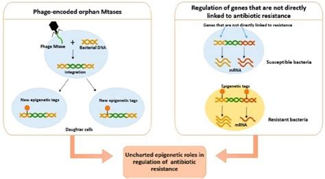 Uncharted Epigenetic Mechanisms And Their Putative Role In Antibiotic