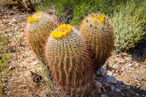 California Barrel Cactus Information Tips For Growing A California