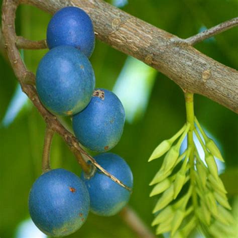 Polynesian Produce Stand ~blue Marble Tree~ Elaeocarpus
