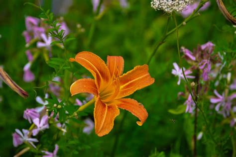 Is Orange Day Lily Poisonous To Cats And Dogs