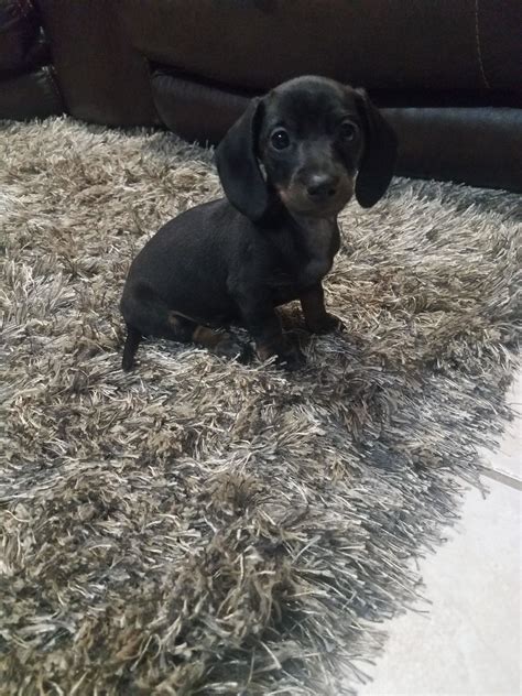 Uptown puppies has the highest quality dachshund puppies from the most ethical breeders in louisiana. Miniature Dachshund Puppies For Sale | La Vernia, TX #306389