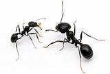 Pictures of Large Black Ants Vs Carpenter Ants
