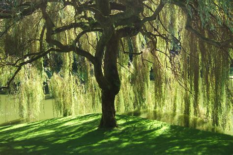 12 Fast Growing Shade Treesweeping Willow Create A Fully Enclosed Shade Haven By Planting A
