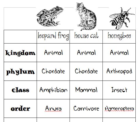 Classification Of Animals Chart