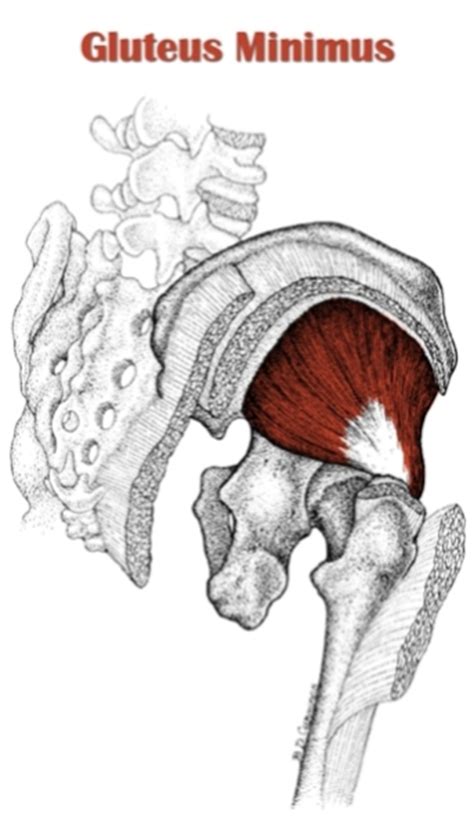 The Definitive Guide To Gluteus Minimus Anatomy Exercises And Rehab