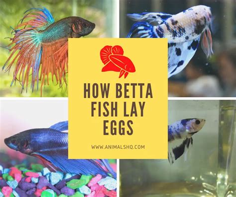 How Betta Fish Lay Eggs All You Need To Know Animals Hq