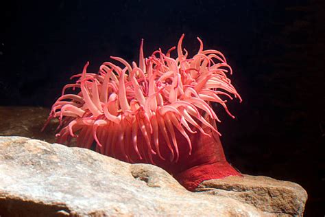 Sea Anemone Stock Photos Pictures And Royalty Free Images Istock