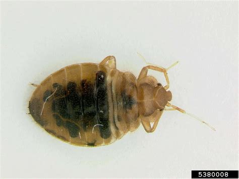 Bed Bug Cimex Lectularius Hemiptera Cimicidae 5380008
