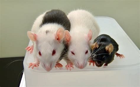 Japón Aprueba Primeros Experimentos De Embriones Humano Animal