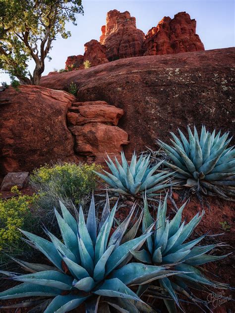 Agave Plants Desert Aesthetic Arizona Landscape Desert Plants