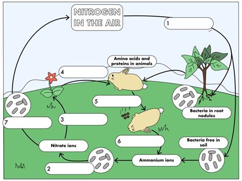 Gcse Biology The Nitrogen Cycle Teaching Resources