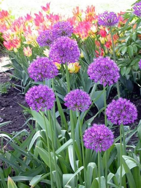 Set the bulb firmly to hold the plant in place. Allium tall 'Purple Sensation' Ornamental Onion from ADR Bulbs