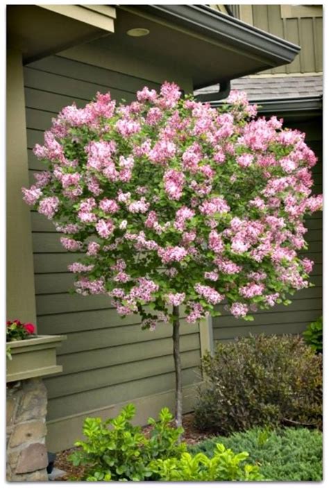 Dwarf trees landscaping is very appealing. Dwarf Korean LILAC tree. Red purple buds that open to ...