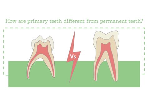 How Are Primary Teeth Different From Permanent Teeth