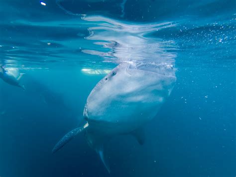 【体験談】セブ島で巨大ジンベイザメと30分間泳ぐツアーに格安で参加する方法《裏ワザ》 pare ko blog [パレコブログ]