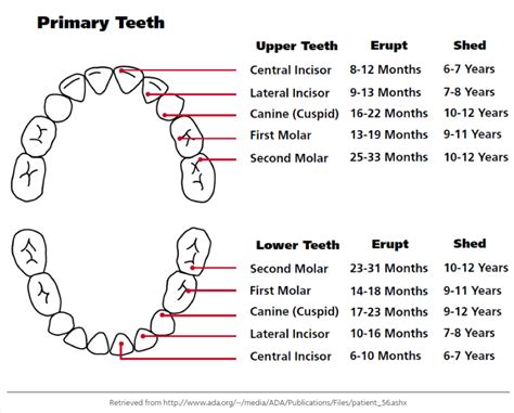 Tooth Eruption Blog Orthodontist Brisbane