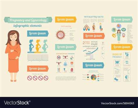 gynecology and pregnancy infographic template vector image
