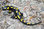 Salamandra plamista - Wikiwand
