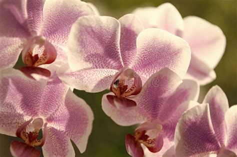 Floral Macro Photography Flora And Nature Closeup Violet Orchid