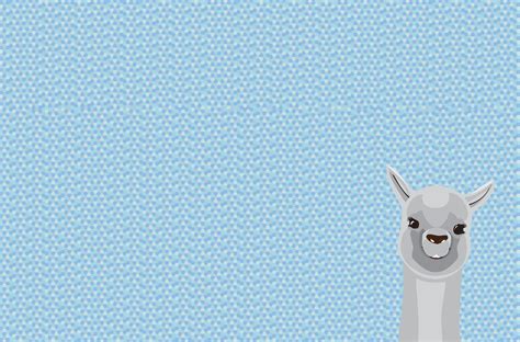 Llama Hd Wallpapers Top Free Llama Hd Backgrounds Wallpaperaccess