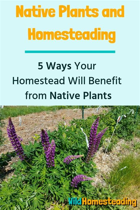 5 Ways Your Homestead Will Benefit From Native Plants In 2020 Native