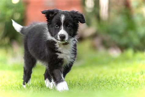 How Much Is Border Collie Puppy