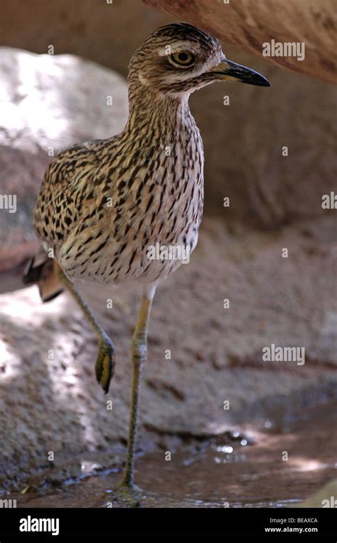 A Cape Thick Knee A Captive Specimen At A Zoo In Arizona Usa Stock
