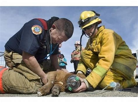 Animals Being Rescued 27 Pics