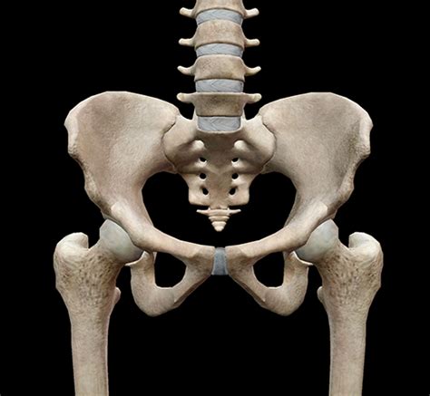 Anatomy of ilioinguinal and iliohypogastric nerves in relation to trocar placement and low transverse incisions. 5 Facts about the Anatomy of the Pelvic Cavity