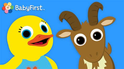 Goat Learn Animals Tillie Knock Knock Babyfirst Tv Youtube