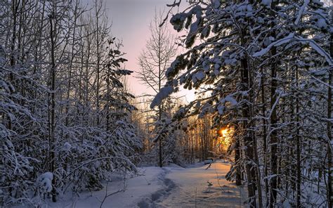 Wallpaper Winter Forest Thick Snow Trees Sunset