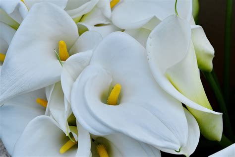Free Picture Detail Lily Tropical White Flower Petal Nature Flowers