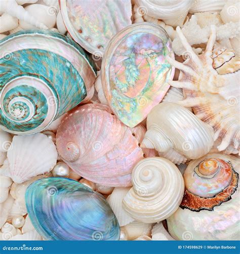 Natural Seashell Beauty With Mother Of Pearl Shells Stock Image Image