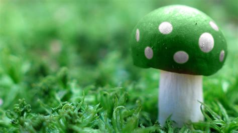 Green White Dots Mushroom On Green Grass Hd Green Wallpapers Hd