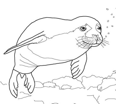 Coloring and activity books for all ages: Hawaiian Monk Seal coloring page | Free Printable Coloring ...