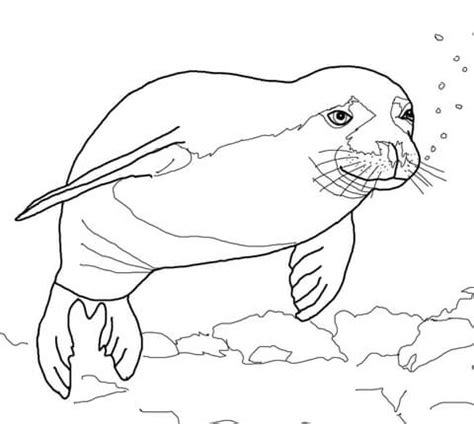 When i set out to create a huge collection of animal coloring pages, little did i realize that over 20 hours later, i'd still be putting the finishing touches on these animal pictures! Hawaiian Monk Seal coloring page | Free Printable Coloring ...