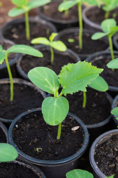 How To Grow Your Best Crop Of Cucumbers Ever