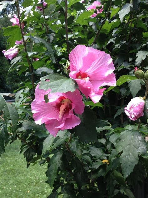Maybe you would like to learn more about one of these? Rose of Sharon | Flowers perennials, Rose of sharon, Flowers