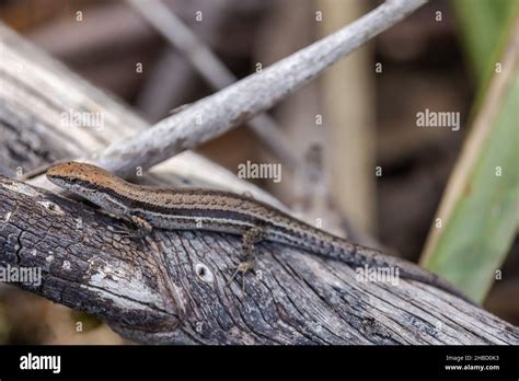 Australian Common Garden Skink Basking On Tree Branch Stock Photo Alamy
