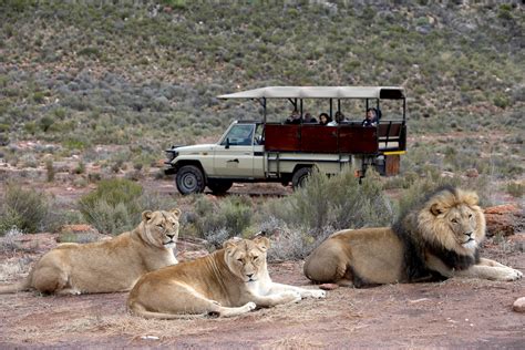 Cape Town Safari Tour At Big Game Reserve Safaris Down South