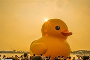 黃昏小鴨 | 熱門的「黃色小鴨」 游進台灣 展開一連串的「游」行 | DIGIPHOTO