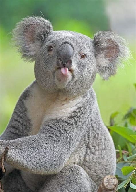 Shangralas Koalas Up Close