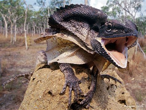 Frilled Lizard Chlamydosaurus Kingii Australian Animals