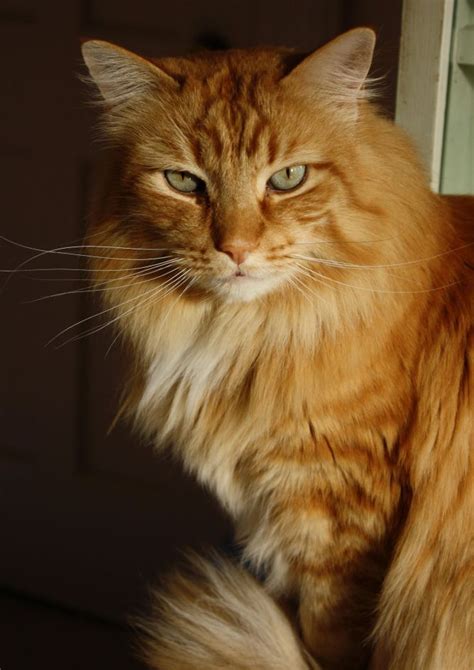 Adopt Puffy On Petfinder Orange Tabby Cats Cats Long Haired Cats
