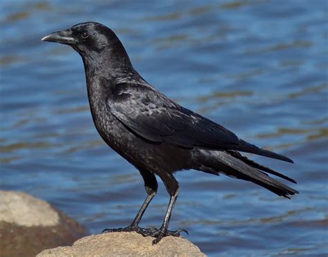 American Crow San Diego Bird Spot