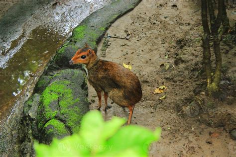 Little A Mousedeer Chevrotain Kancil In Zoo 15961350 Stock Photo At