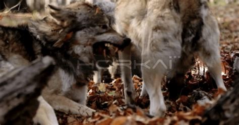 Close Shot Of 2 Wolves Feasting And Fighting On A Carcass Snarling
